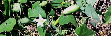 Hawaii Invasive Species Council Ivy Gourd