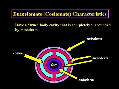 Gnathiferans and Smaller Lophotrochozoans Chapter 9 Protostomes ...