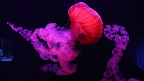 Jellyfish Dream Meaning Decoding Symbolism Dream Inquirer