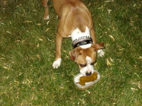 Dog drinking beer | Drinking beer, Dogs, Animals