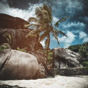 Fototapeten Tropischer Strand Mit Palme Fototapetenwelt De