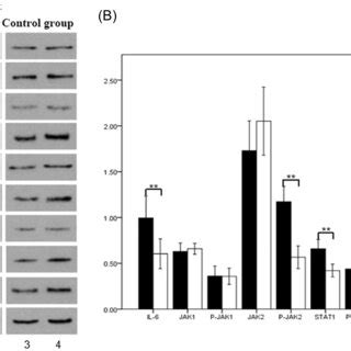 Protein Expression Of Related Factors In IL6 JAK STAT Signaling