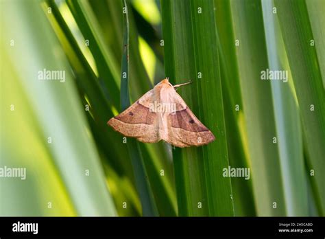 A Scalloped Oak Crocallis Elinguaria Moth Resting On Sedge Leaves