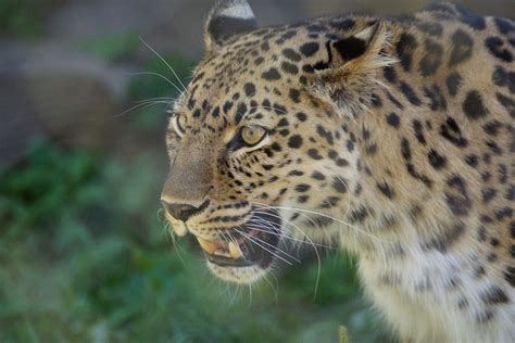 Amur Leopard Turtle Back Zoo West Orange New Jersey Elena Flickr