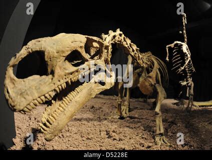 Dinosaur Skeletons On Display In The Natural History Museum Of Los