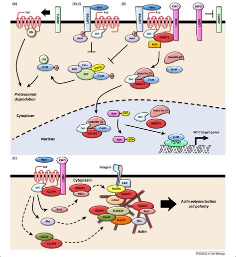 Iqgaps Choreograph Cellular Signaling From The Membrane To The Nucleus