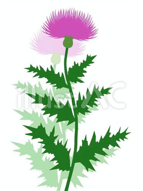 Thistle Clipart Watercolor Sublimation PNG Etsy Clip Art Library