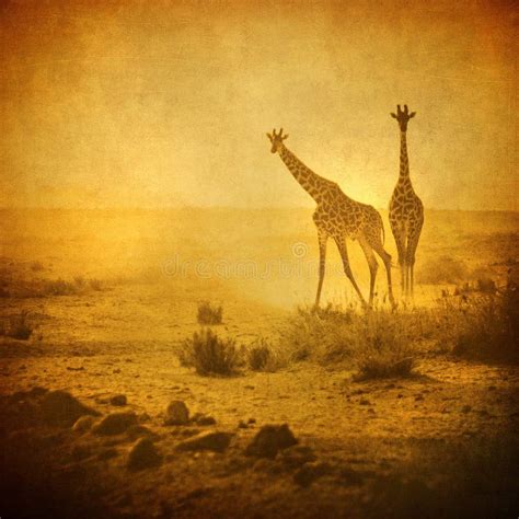 Vintage Image Of Giraffes In Amboseli Park Kenya Stock Photo Image