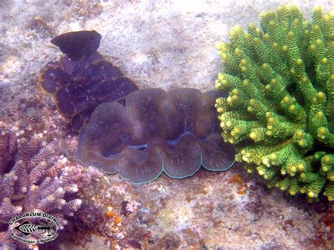 Boring Giant Clam Tridacna Crocea Chaloklum Diving Koh Phangan