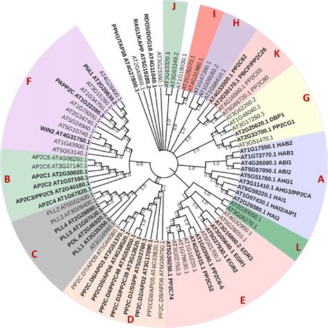 Phylogenetic Tree Of Arabidopsis Protein Phosphatase Cs Pp Cs