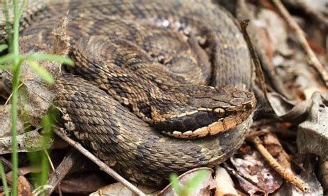 mamushi snake animal facts gloydius blomhoffii   animals