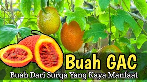 Buah Dari Surga Yang Kaya Manfaat Buah GAC Fruit From Heaven YouTube