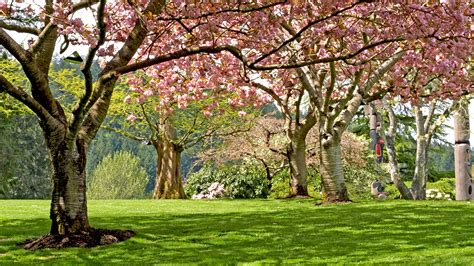 Wallpaper Spring Nature Park Grass Flowering Trees 1920x1080