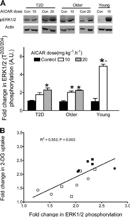 A Erk Phosphorylation Thr Tyr In Patients With Type