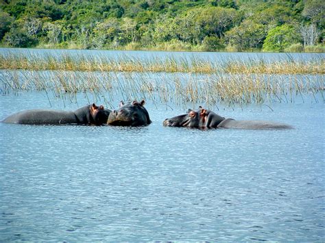 iSimangaliso Wetland Park - African Safari Foundation