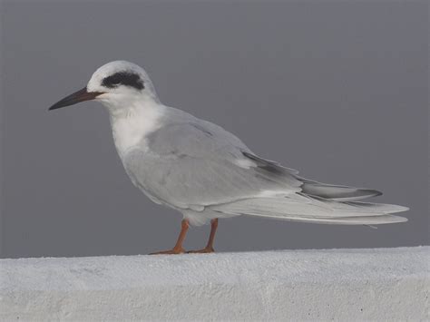 Forster’s Tern