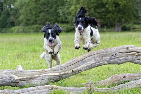Do Puppies Calm Down After Being Fixed