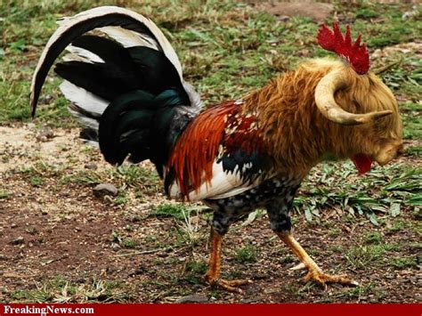 Cow Rooster Or A Rooster Cow Rooster Beautiful Chickens