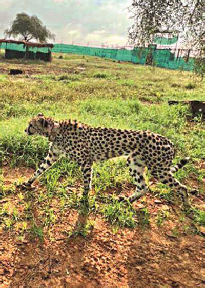 ‘cheetahs Are More Adapted To Their New Habitat Now’ | Bhopal News ...