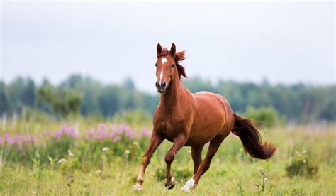 Chestnut Vs. Sorrel Horse: What Is The Difference? - Helpful Horse Hints