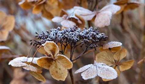 Wanneer Bloemen Hortensia Afknippen Hydrangea Anomala1 Hortensia