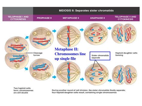 Ppt Meiosis Powerpoint Presentation Free Download Id5420046