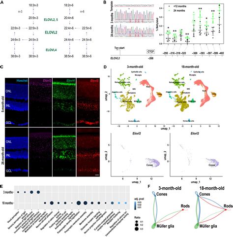 Retinal polyunsaturated fatty acid supplementation reverses aging