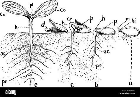 Mustard Seed Plant Life Cycle