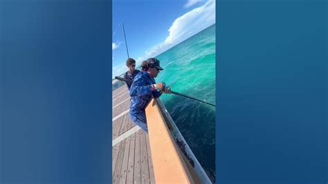 Juno Pier Snook Fishing Youtube