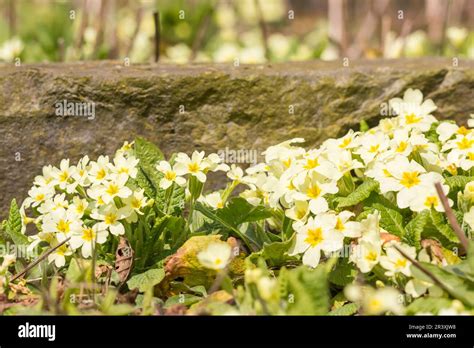 Primula Vulgaris Known As Common Primrose English Primrose Primrose