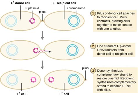 12 6 How Asexual Prokaryotes Achieve Genetic Diversity Microbiology Canadian Edition