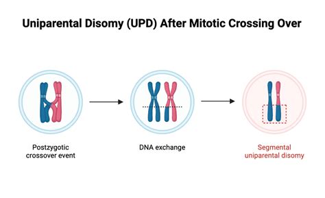 Uniparental Disomy Upd After Mitotic Crossing Over Biorender