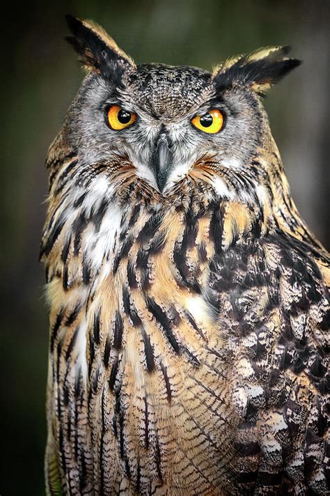 Eurasian Eagle Owl Beauty Photograph By Wes And Dotty Weber Fine Art