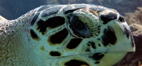 Caribbean Sea Turtles: Meet Them and Freak Out | Dressel Divers