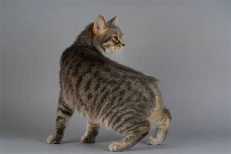 Manx Cat Breed - Traits, Characteristics & History