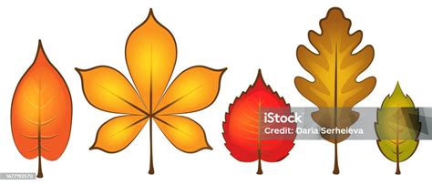 Bright Autumn Leaves Isolated On White Background Stock Illustration