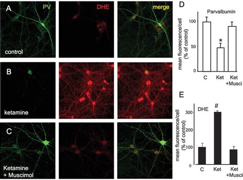 Ketamine Induced Loss Of Phenotype Of Fast Spiking Interneurons Is