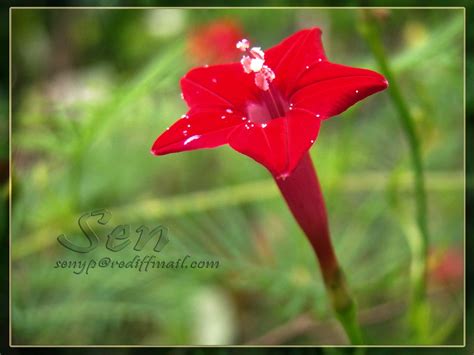 Akasha Mulla It Is Called Akasha Mulla Sky Jasmine I Flickr