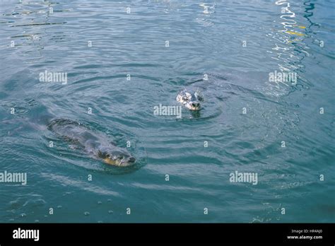 Seal and otter sharing the habitat Stock Photo - Alamy