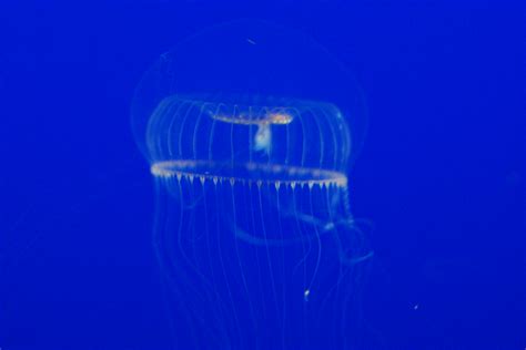 Crystal Jelly Aequorea Victoria Zoochat