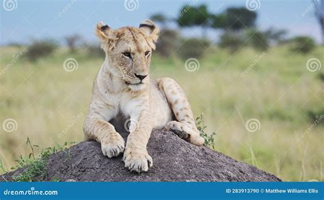 Slow Motion Of Lioness In Maasai Mara Kenya Lion In Africa On Masai