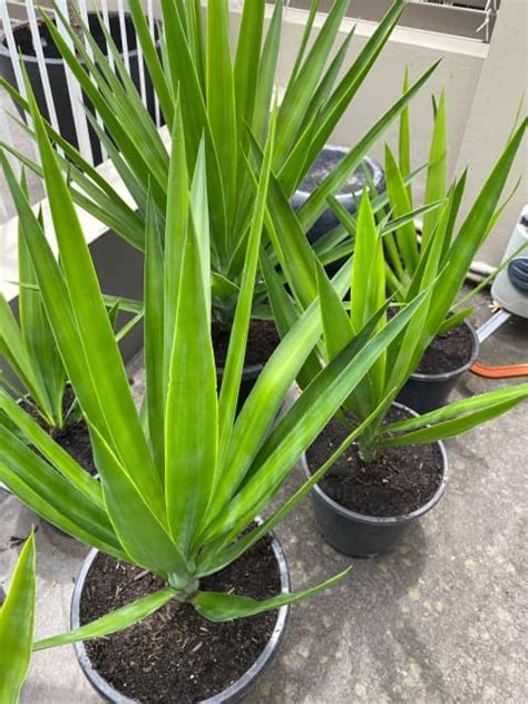 Yucca Plants Yuccas In Mm Pots Mm In Height Plants Gumtree