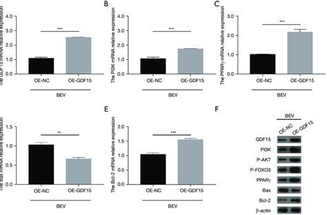 Effect of GDF15 overexpression on the PI3K AKT FOXO PPARγ signaling