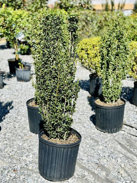 Sky Pencil Holly - SOTE Landscaping