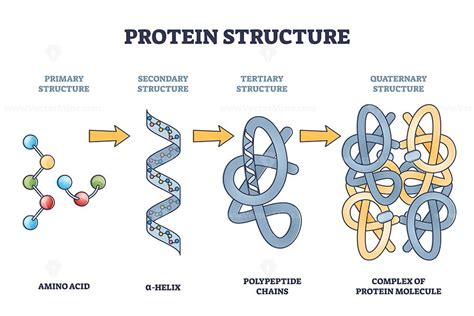 Quaternary Structure Of Protein Diagram