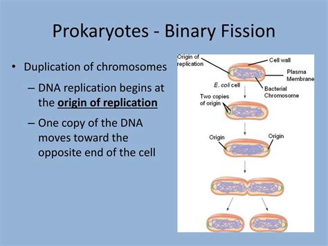 Ppt Mitosis Powerpoint Presentation Free Download Id 1457751