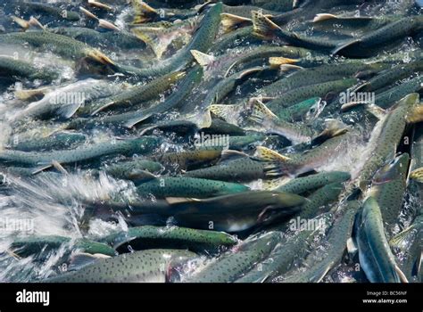 Solomon Gulch Hatchery Hi Res Stock Photography And Images Alamy