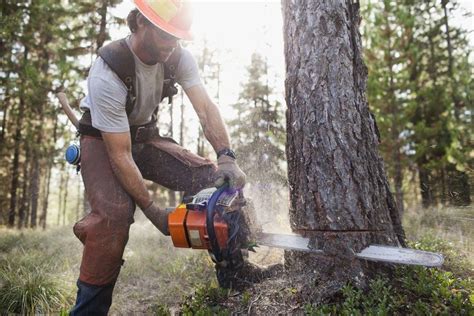 Best All Around Chainsaw Products Of 2018 For Firewood Cutting