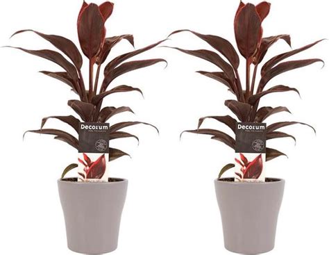 Kamerplanten Van Botanicly 2 Cordyline Fruticosa Mambo Incl Taupe