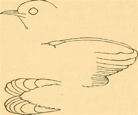 Image from page 637 of Vögel der paläarktischen Fauna Flickr